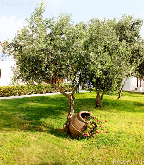 Aliathon Holiday Village 18